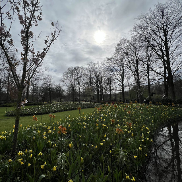 Keukenhof at Amsterdam💐 