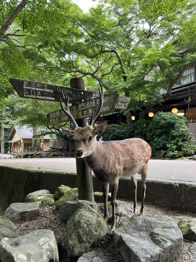 NARA, JAPAN: MY UNFORGETTABLE DAY AMONG DEERS AND TEMPLES 