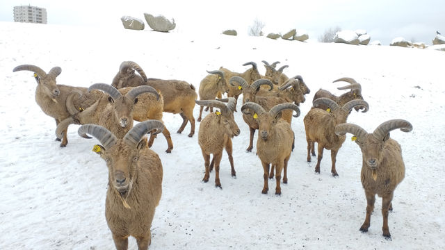 Tallinn Zoo - Estonia