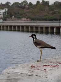 Exploring Udaipur: A City of Lakes and Palaces
