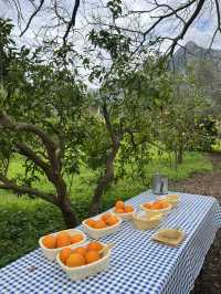 A citrus farm in Sollèr, Mallorca!🍋🍊