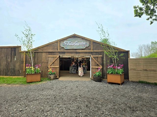 A Lovely Spring Day at Tulley's Tulip Farm, Hatton