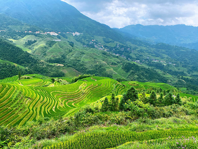 🌾 Stairway to Heaven: LongJi’s Golden Rice Terraces 🌄