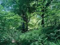 🏞️☀️ The Peak District: Your Dream Summer Escape (Without the Price Tag!)