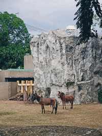 🦁 Urban Wildlife Escape – Manila Zoo, Philippines
