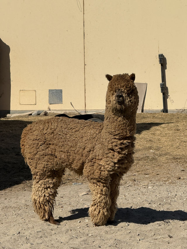 10- Day Peru Tour: The Bustling San Martin Plaza, Treasures of Larco Museum