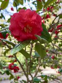 ๐บ More Than Just Flowers