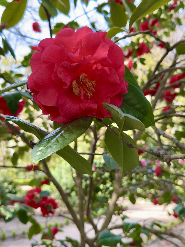 ๐บ More Than Just Flowers ๐บ More Than Just Flowers