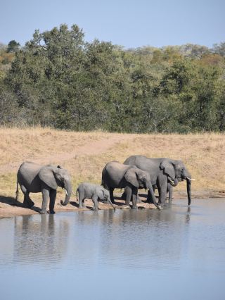 🦁 The Ultimate Guide to Staying Inside Kruger National Park