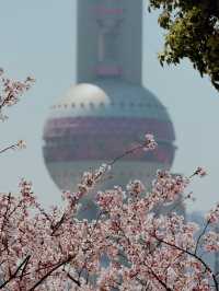 Shanghai in Bloom - Oriental Pearl Tower🌷🌸