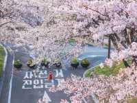 Seoul, a culinary journey of grilled meat and cherry blossoms!