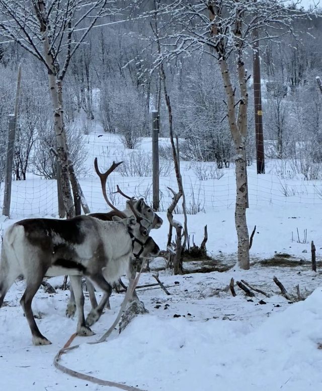 挪威，一個被雪覆蓋的童話王國