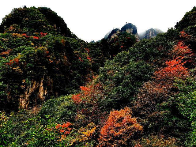 河南老界嶺/萬畝彩林太震撼了，一定要來感受這裡的秋色大餐！