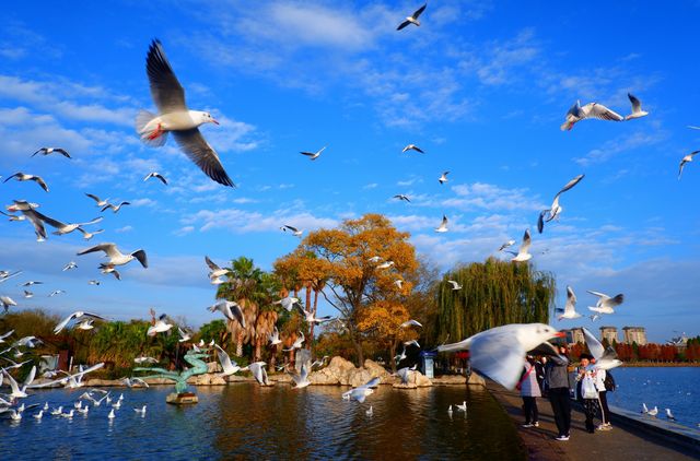 城市C位出道計劃 | 大觀公園觀鷗，滇池日落美