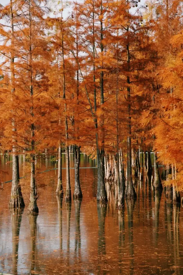 在成都！唯一想去無數次的公園！美如油畫！