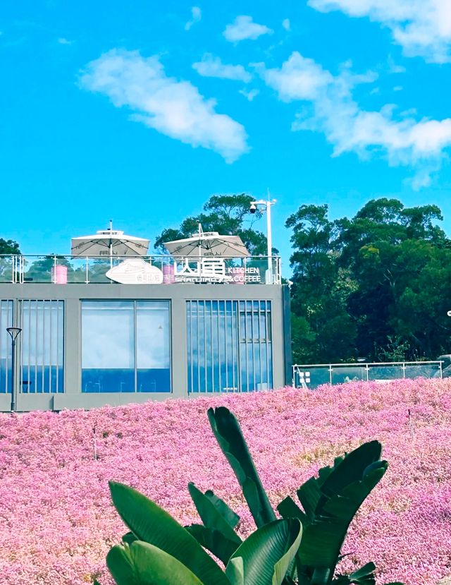 山海步道這個花海也太美了，愛死了