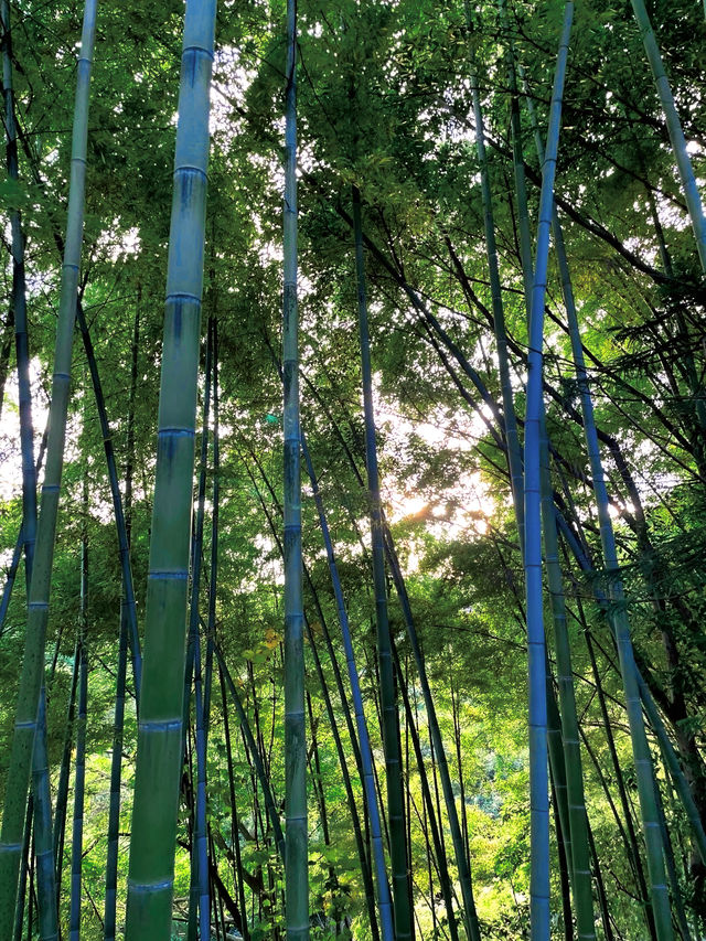 重慶週末最適合一個人無聊閒逛的公園！