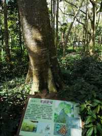 記得到萬寧興隆熱帶植物園來玩哈！