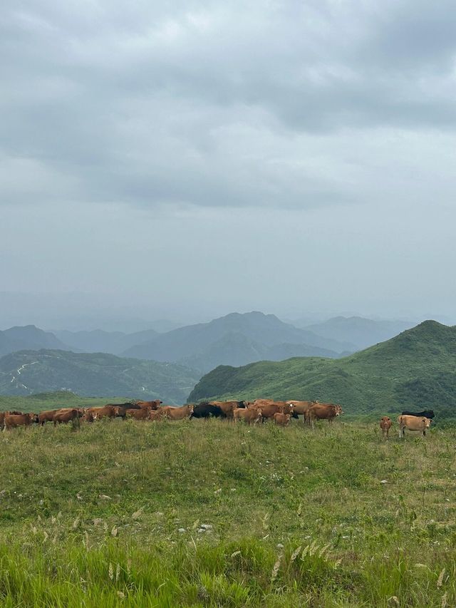 貴州都匀螺絲殼貴州也有自己武功山