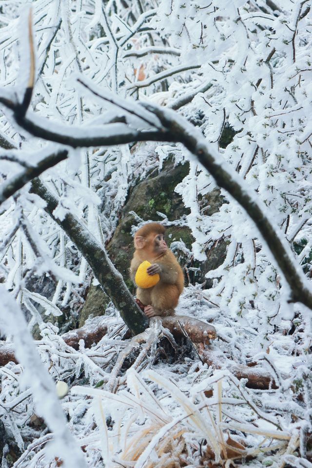 聽說很多人不相信這是廬山的雪景