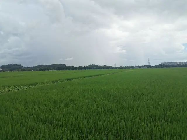 Endless rice fields roll in green waves, a beautiful leisurely countryside by the sea