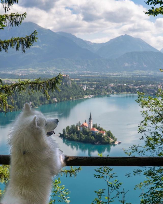 🐐😜 Get ready for some mountain adventure with this little goat! Happy Friyay! 🏞️🇩🇪