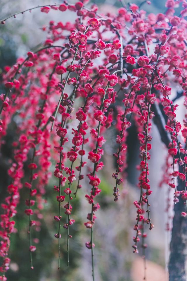 歙縣旅遊丨只賣花不打漁的古村（附攻略）