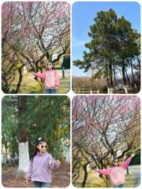 蘇州春日踏青，抓住梅花的尾巴