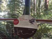 第一次樹頂漫步—Otway treetop walk