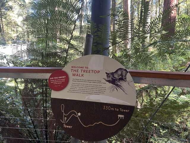 第一次樹頂漫步—Otway treetop walk