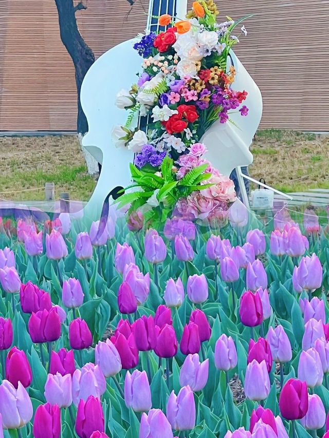 錯過等一年！西安興慶宮公園鬱金香盛開的絕美時刻！