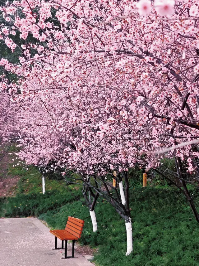 Recommended places to enjoy flowers in Chongqing in March