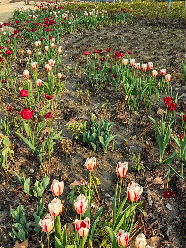 郁金香花開了