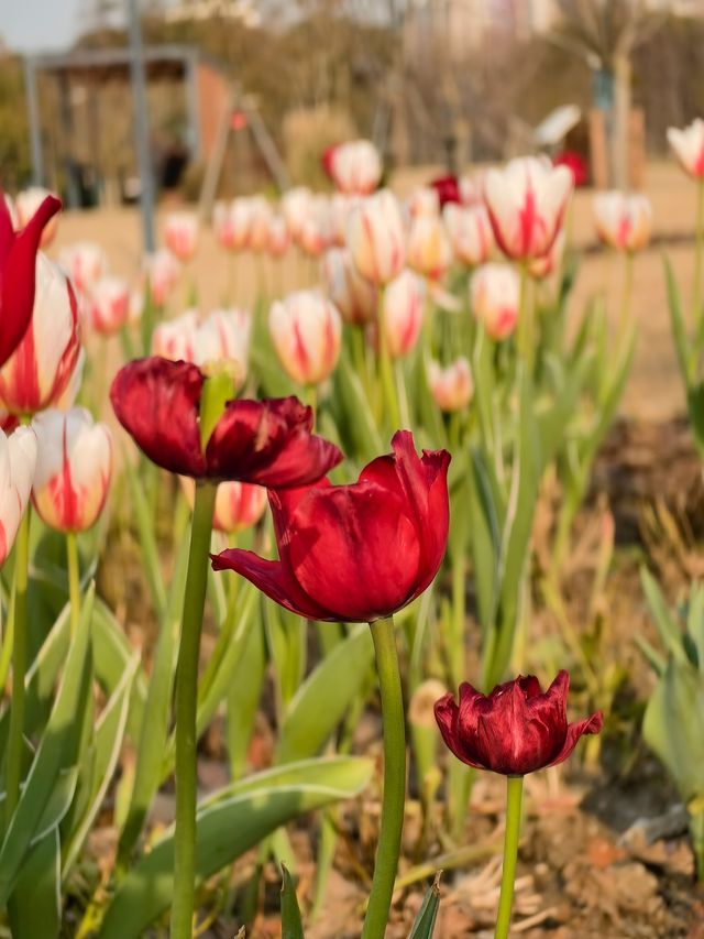 郁金香花開了