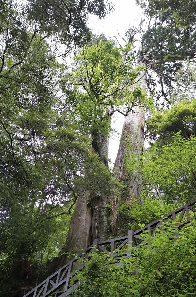 台灣最受歡迎森林遊樂園