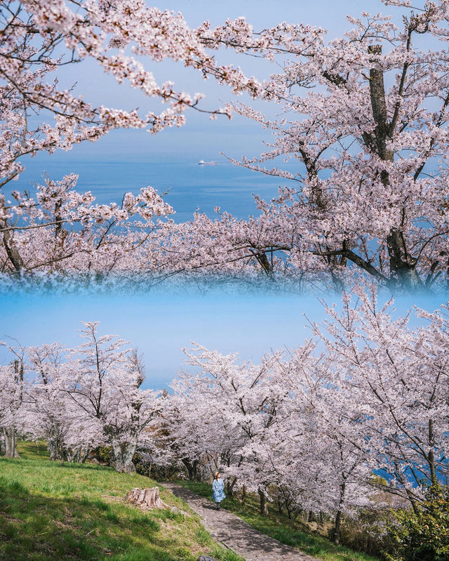 還有比紫雲出山更仙的賞櫻地嗎？