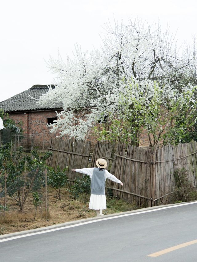 成都周邊｜太愛這個茶園裡開滿櫻花的文藝村