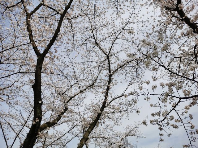 武漢青山公園免費看櫻花、海棠花、桃花