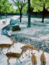 上海野生動物園值不值得去