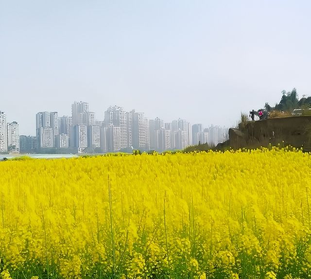 宜賓城邊的油菜花海，叙永區雪灘公園賞花去