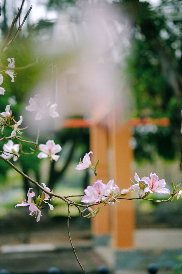 春遊記｜花開實況！大學城賞花踏青遛娃露營