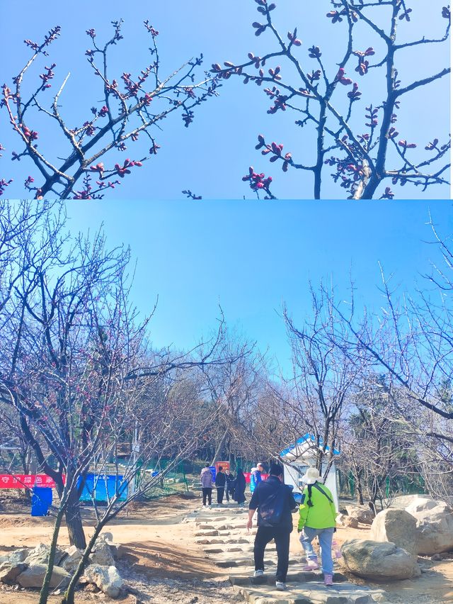 三月二十四日，春天裡三顧梅園，梅開一朵