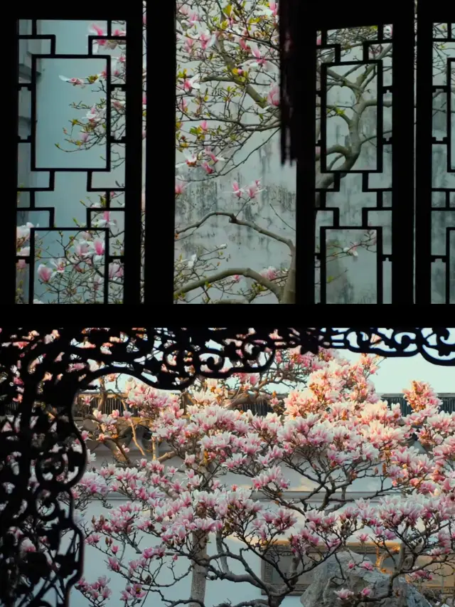 The magnolias in Suzhou gardens are in bloom, embodying the ultimate aesthetic deeply ingrained in the Chinese soul