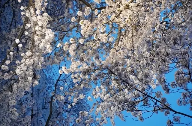 濟州島浪漫櫻花保姆級攻略