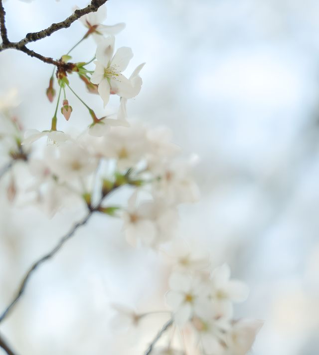 總要來一趟南京看這個花天花地