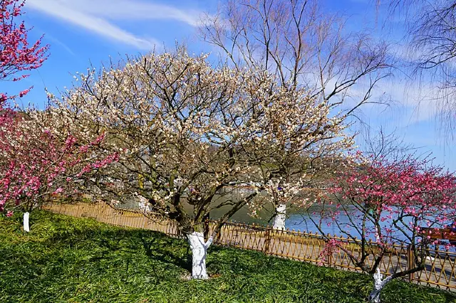 Appreciating Plum Blossoms at Solitary Hill