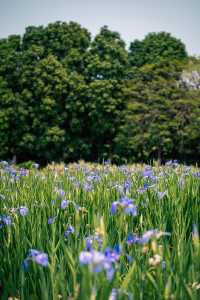 在東莞找到了夢寐以求的松弛感賞花野餐露營地