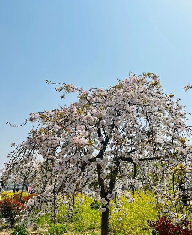 孤柏渡豐樂櫻花園