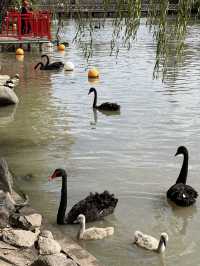 親人們，上海野生動物園有多適合遛娃還要多說嗎？