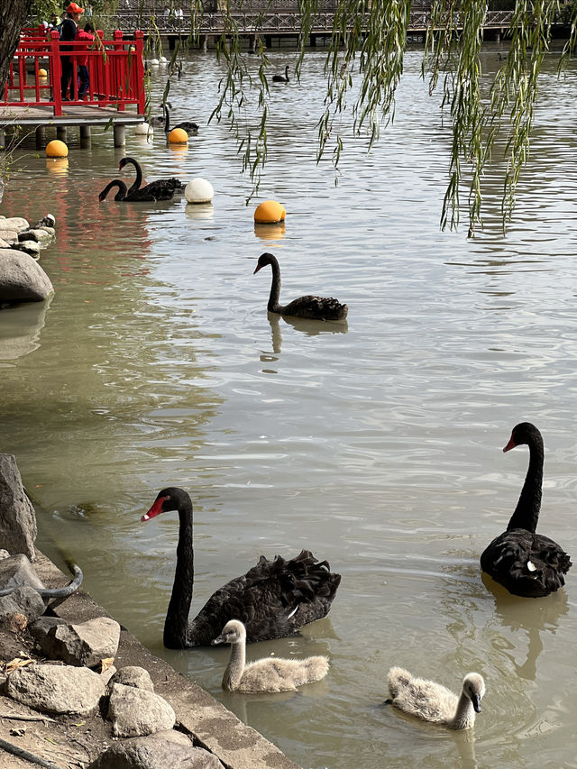 親人們，上海野生動物園有多適合遛娃還要多說嗎？